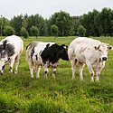 Boerderijwinkel De Ruijter, Noordzijdseweg 137a, Polsbroek