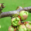 De Boomgaard Groene Hart, Noordzijdseweg 165, Polsbroek